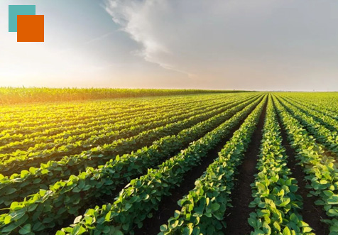 Plantación agrícola 