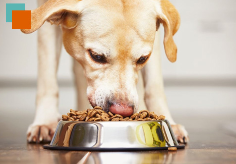 perro comiendo 