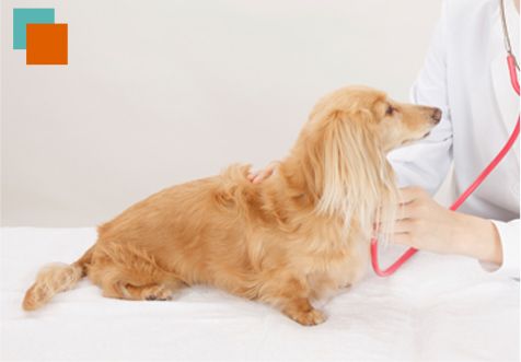 Agaba Centro Veterinario perro examinado por un veterinario 