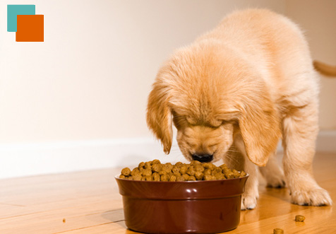 Agaba Centro Veterinario cachorro comiendo