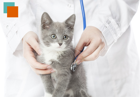 Agaba Centro Veterinario gato