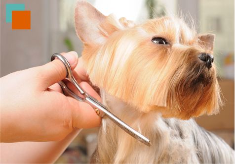 Agaba Centro Veterinario perro en corte de pelo