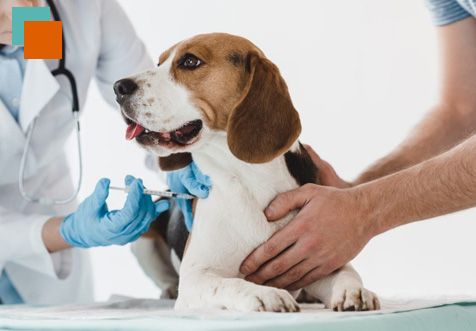Veterinario Inyectando un perro 