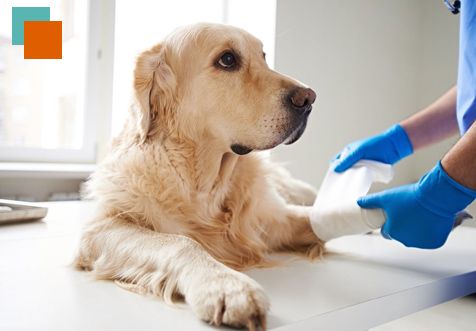 labrador con una pata vendada 