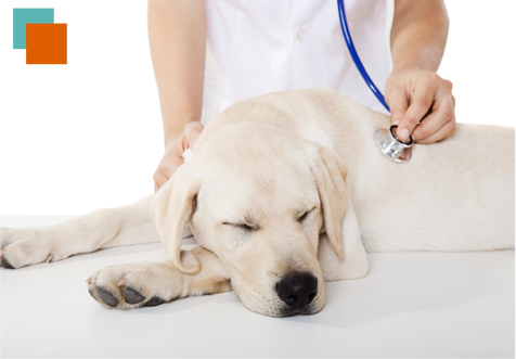 Agaba Centro Veterinario labrador blanco 